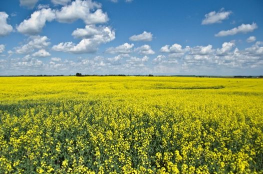 das_adv_prime_canola