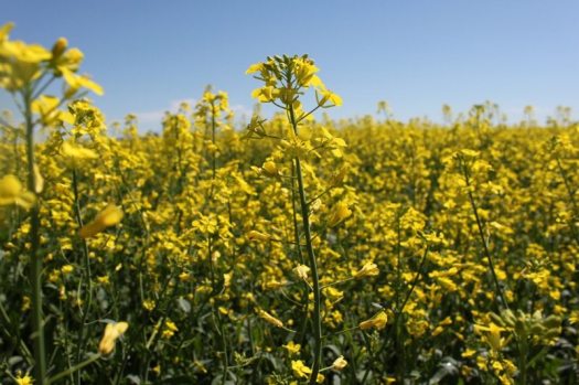 Nexera-part2-Contracts-and-markets